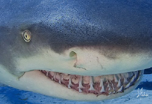 Lemon Sharks swim freely and often like to show their smi... by Steven Anderson 